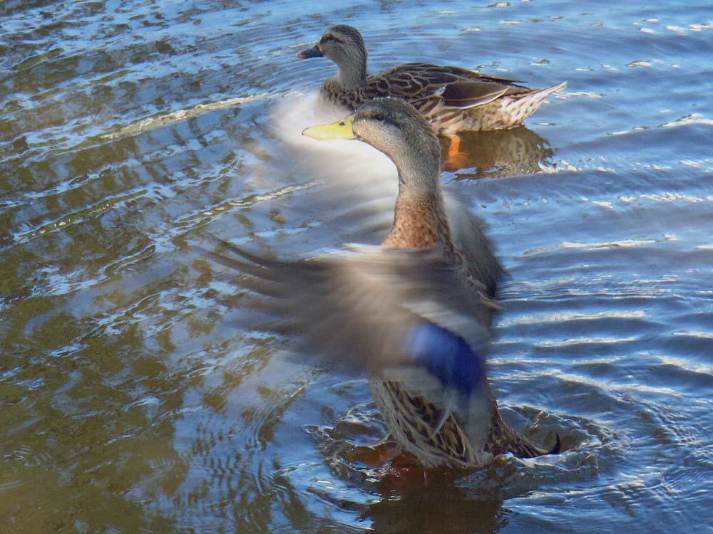 Mottled Ducks in Osprey Pond (Male in