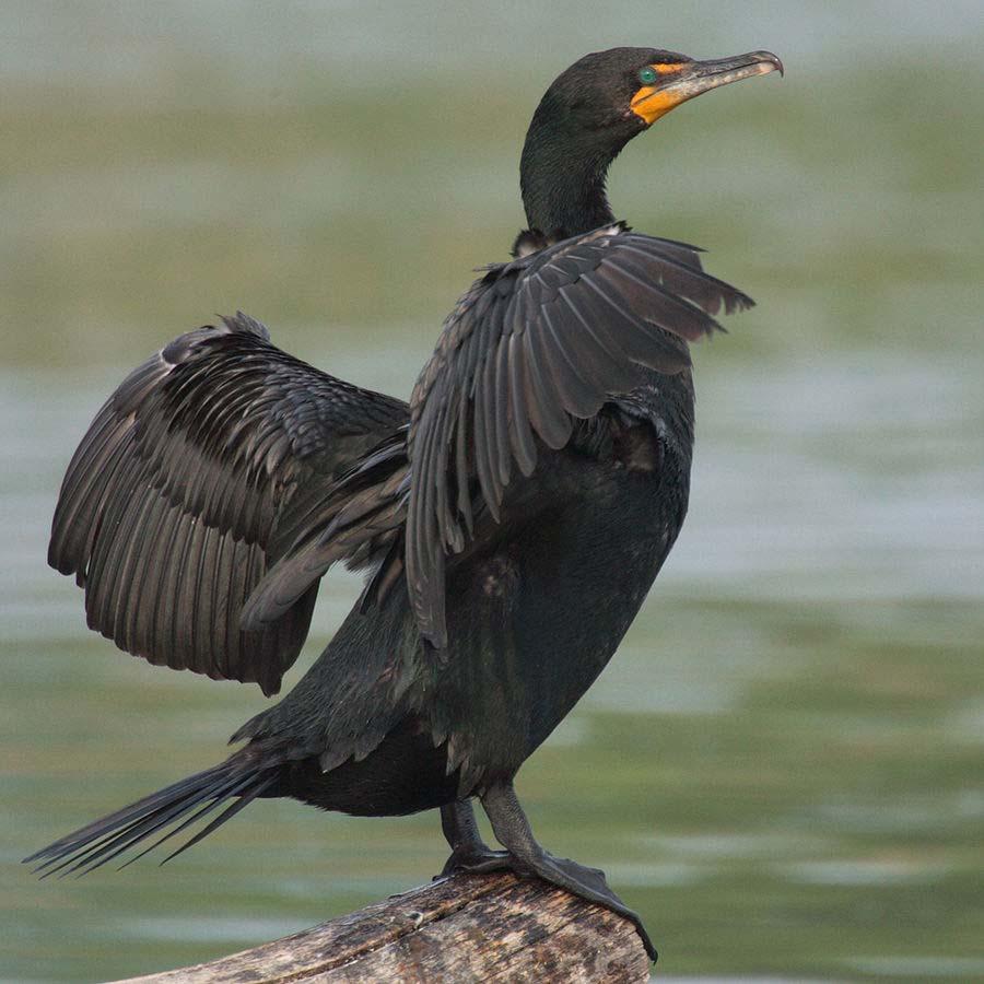 Cormorants Have Hooked Bills The Cormorant swims with its back out of