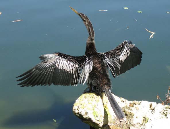 Anhingas Have