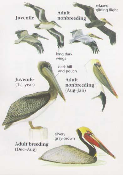 Brown Pelican Large, Dark Waterbird Long Bill with Extensible Pouch Short Legs Large and Heavy Body Webbed Feet Long and Broad Wings Short Tail Soars Close to Water Surface.
