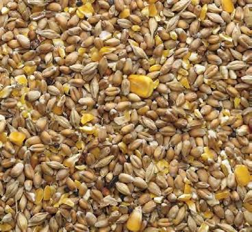 RACING PIGEON CORN MIXTURES ALL YEAR ROUND BEST ALL ROUND ALL YEAR ROUND Excellent all round formula Includes hempseed oil