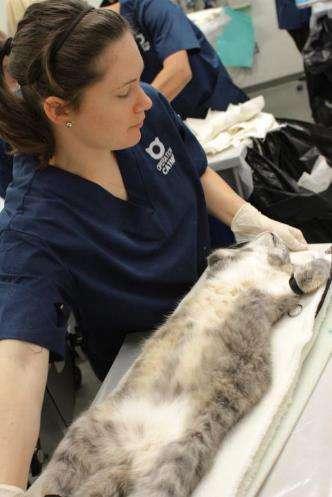Spay boards Allows transportation of cats prepped for abdominal surgery Midline