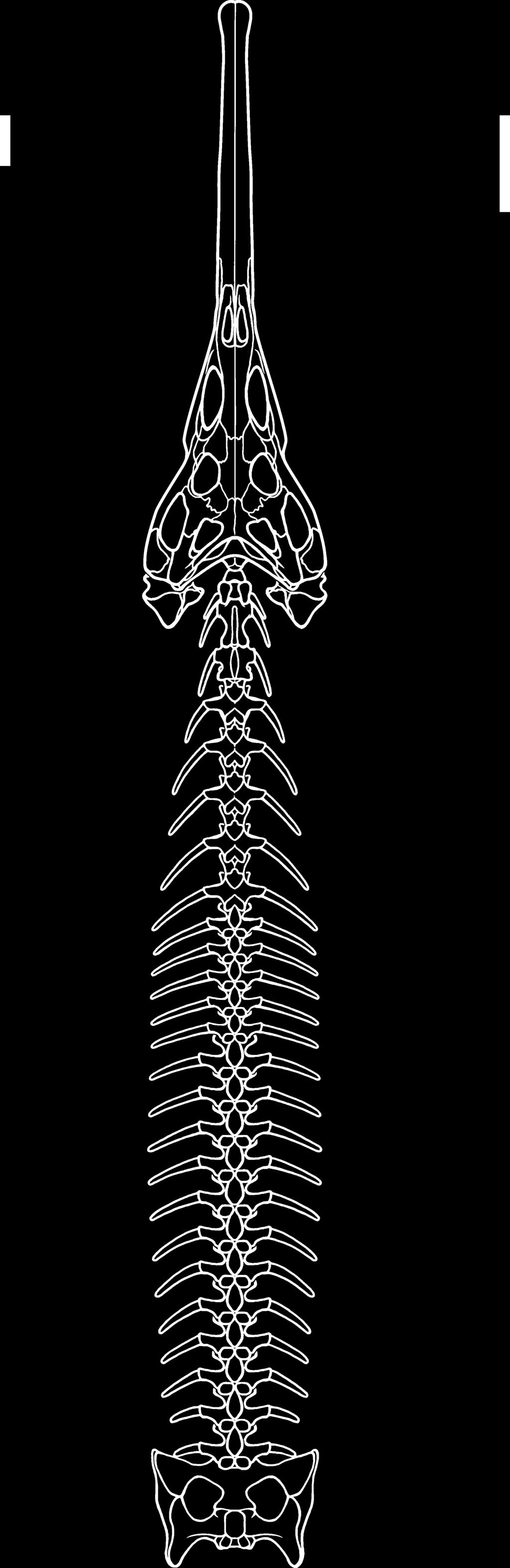 184 PALAEONTOLOGY, VOLUME 53 Parasuchia (Phytosauria) A B When the manual and pedal skeletal outlines of the reconstruction of Parasuchus hislopi (Chatterjee 1978) are scaled optimally, the fit to