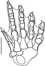 PADIAN ET AL.: THE TRACKMAKER OF APATOPUS 185 A in size. In Rhynchosaurus, the hand is too large for the Apatopus trackways and the third and fourth digits too long.