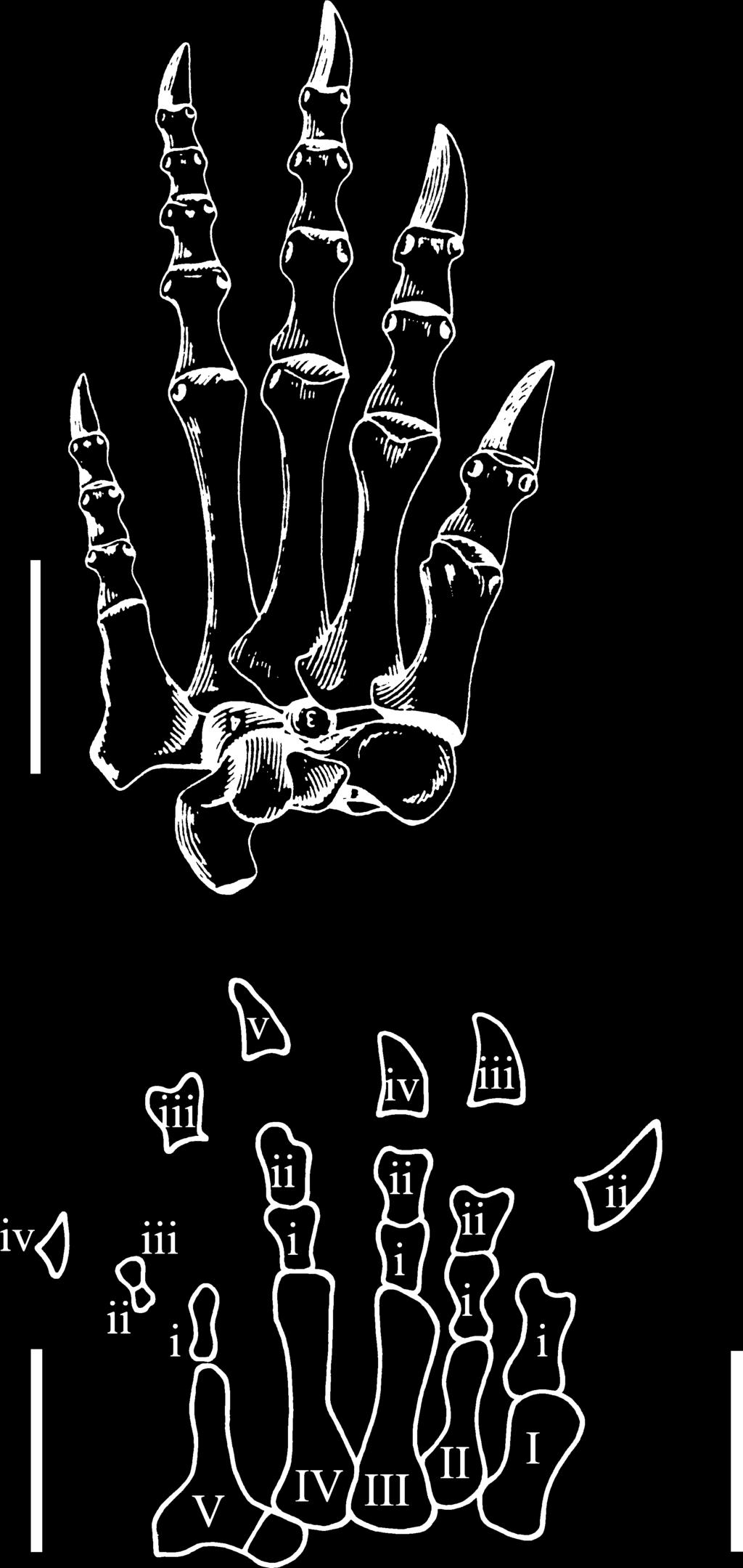 Moreover, the pedal claws are enlarged in rhynchosaurs (Benton 1983, fig. 39), which is not evident in Apatopus.