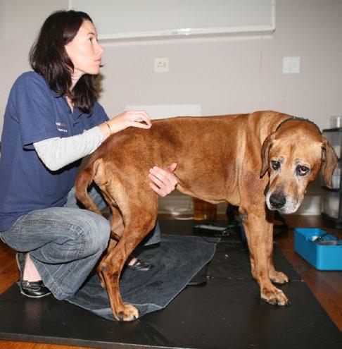 Introduction to acupressure Acupressure is a technique that animal therapists use on animals to relieve pain.
