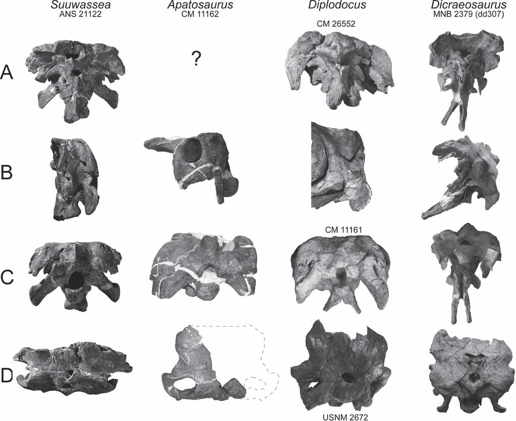 HARRIS CRANIAL OSTEOLOGY OF SUUWASSEA 97 FIGURE 6. to scale. Comparisons of basicrania of flagellicaudatan sauropods (by column) in A, rostral; B, left lateral; C, caudal; and D, dorsal views.