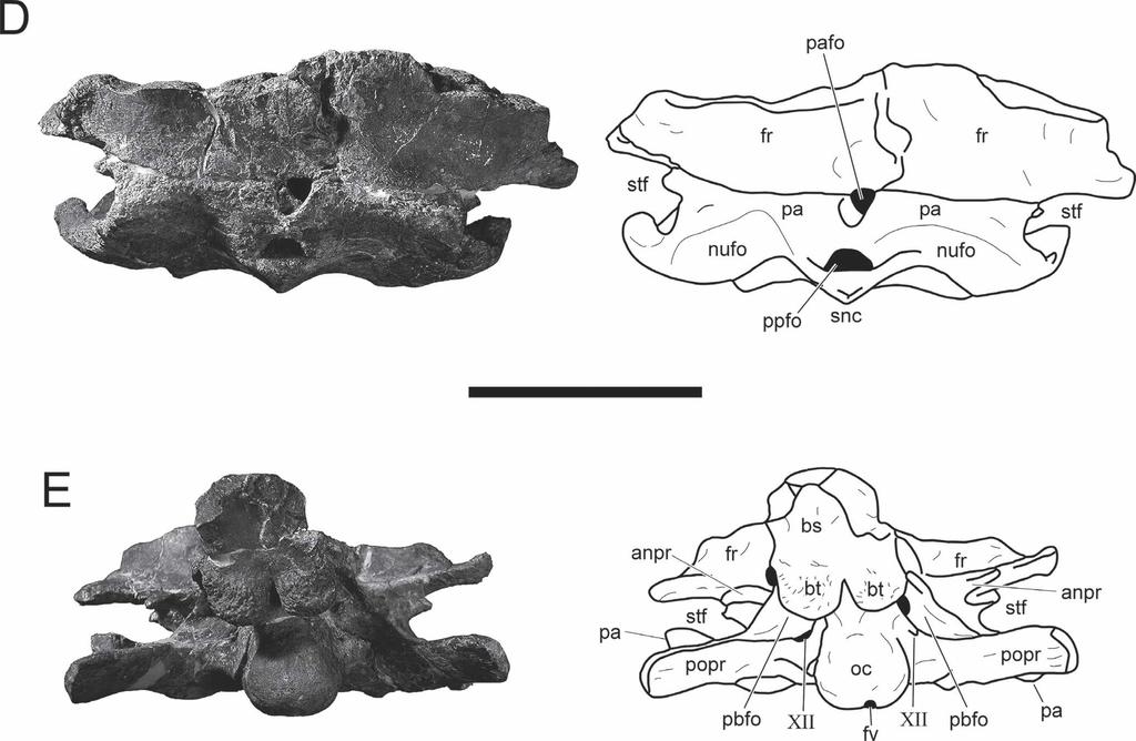 HARRIS CRANIAL OSTEOLOGY OF SUUWASSEA 93 FIGURE 4. Skull roof and basicranium of ANS 21122 in A, rostral; B, left lateral; C, caudal; D, dorsal; and E, ventral views.