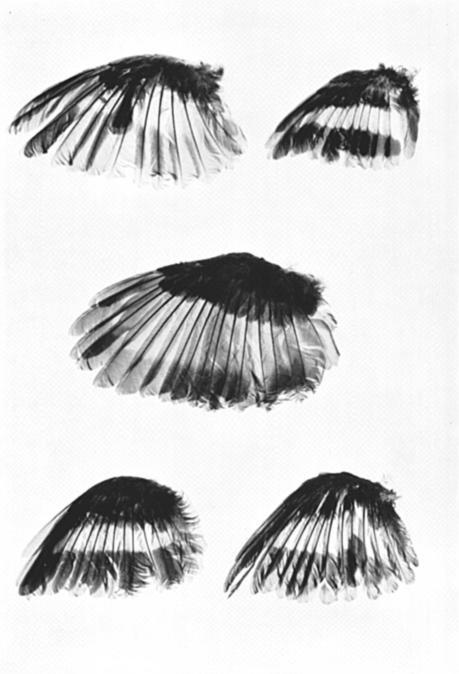 1973 EVOLUTION IN OVENBIRDS AND WOODHEWFRS 7,, Figure 3. The x ings of ^!ar,.,arornis rubiginosus (upper left).