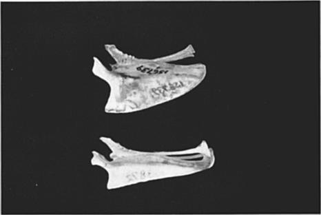 1973 EVOLUTION IN OVENBIRDS AND WOODHEWERS 35 Figure 10. The sterna of Cinclodes ]uscus (upper), and Xiphorhynchus guttatus (lower), left lateral aspect.