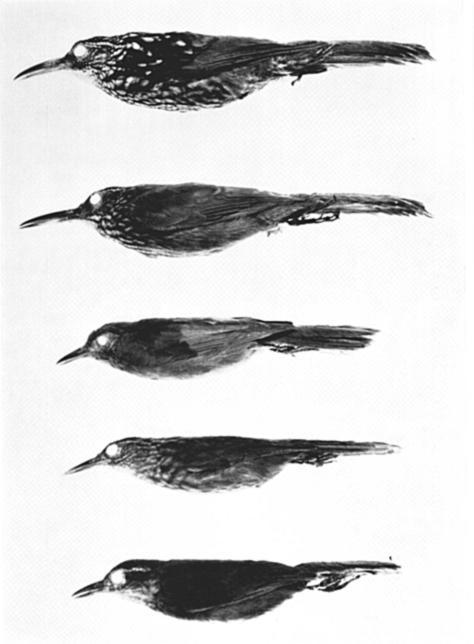 1973 EVOLUTION IN OVENBIRDS AND WOODHEWERS 3 Figure 1. Two "strong-billed" woodhewers, an "intermediate," and two philydorine furnariids.