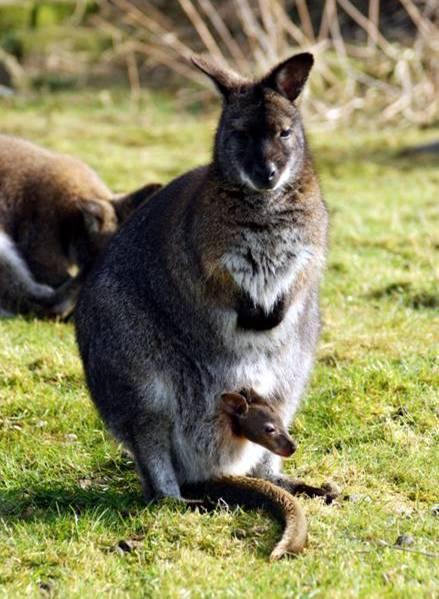 Appendix 2 Wallabies Wallaby Background Information Photos: Marwell Wildlife When a wallaby is born it is very little developed,