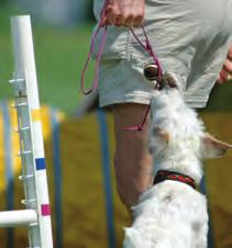 It takes effort and genuine pleasure on our part to excite the dog about agility and turn a lackluster dog into an exuberant one.
