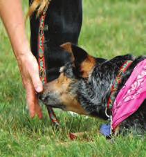 The dog may move a couple of times during the walk-through and the handler must leave the walk-through to place the dog back in a down-stay.