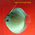 German Stendker Discus Now In Stock!!!! We have 3-4 juveniles of all of the adult hybrids pictured above.