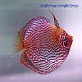 Ocellaris Clownfish, Sumatra Gold Bar Maroon Clownfish, Sri Lanka Sebae Clownfish, Indian Ocean Purple Firefish, Indian Ocean Powder Brown Tangs, Indian Ocean Fuzzy Dwarf Lionfish, Bali Yellow Mimic