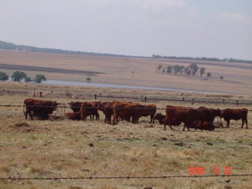 Cattle trial (Heilbron) 12 cattle owners in the Free State, Heilbron district >20 000 cattle Different breeds (e.g. Bonsmara, Limosin, Angus, Holstein, Drakensberg) All ages (incl.