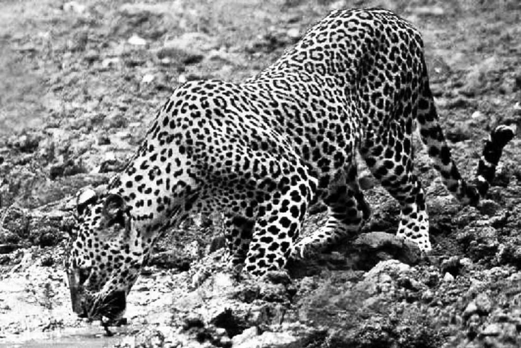 4. Le o p a r d (Pa n t h e r a p a r d u s) The Leopard is one of the most clever and skilful species among felid guilds.