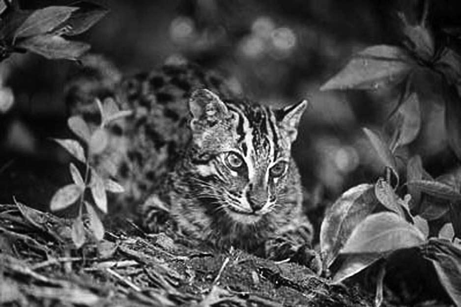 The Fishing Cat lives along rivers, brooks and mangrove swamps. As the name implies, fish is the main prey of this cat, of which it hunts about 10 different species.