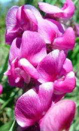 Snapdragon's coloring is an example of