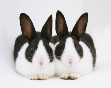 Neutering Rabbits Ness Exotic Wellness Center 1007 Maple Ave Lisle, IL 60532 630-737-1281 The word "neuter" refers to the removal of the reproductive organs of either a male or a female of a species,