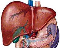 Pathogenesis and Clinical Picture According to the site of cyst: In the liver: hepatic cyst (about 66%) 1-