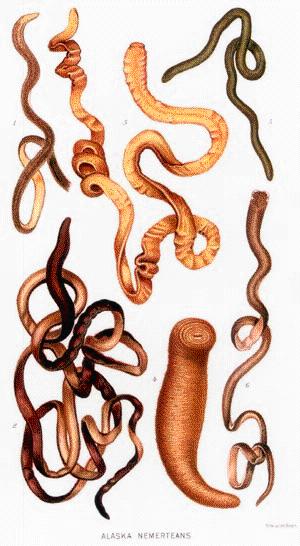 Worms: Flatworms,