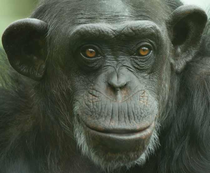 Goodall studies chimpanzees, a type of mammal belonging