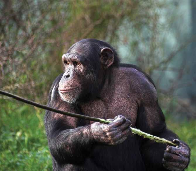 A chimpanzee uses a plant stem as a