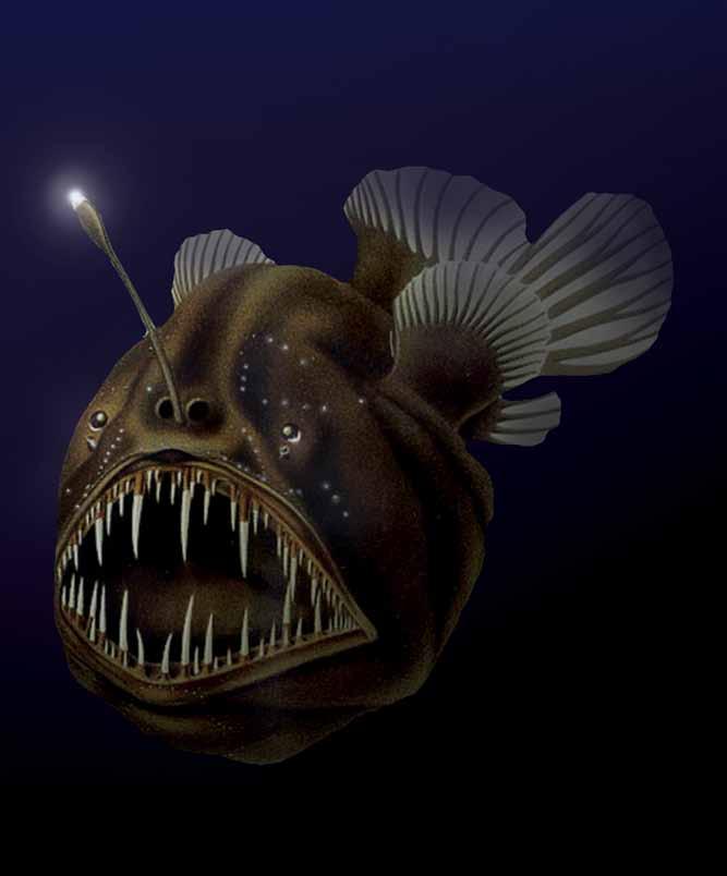 An anglerfish