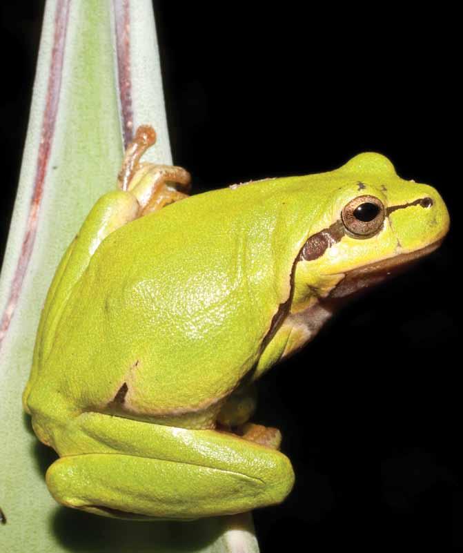 An American green tree frog