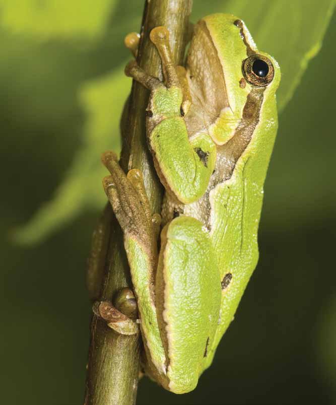 This tree frog's long toes with suction cups help it