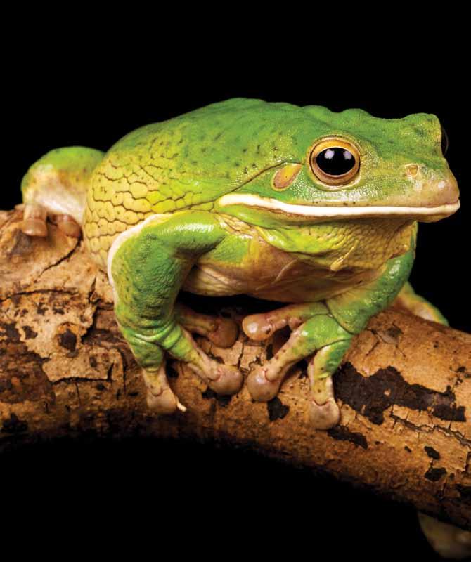 The American green tree frog is