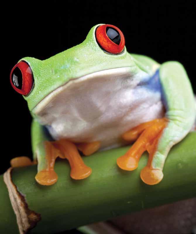 This type of tree frog lives in Mexico and