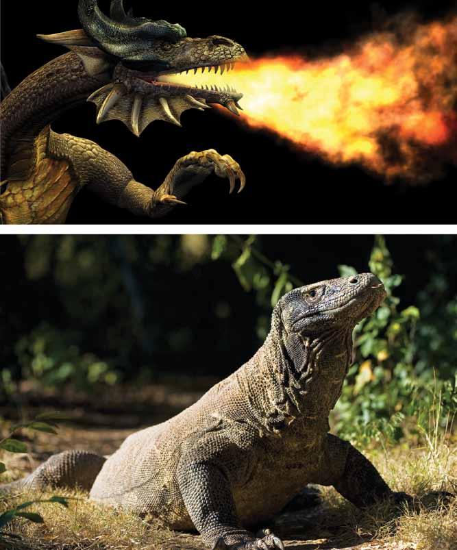Fire-breathing dragons are found only in fairy tales and movies.