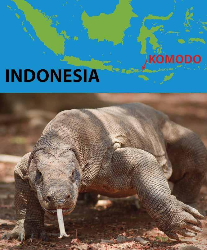 A Komodo dragon can be as large, or larger, than