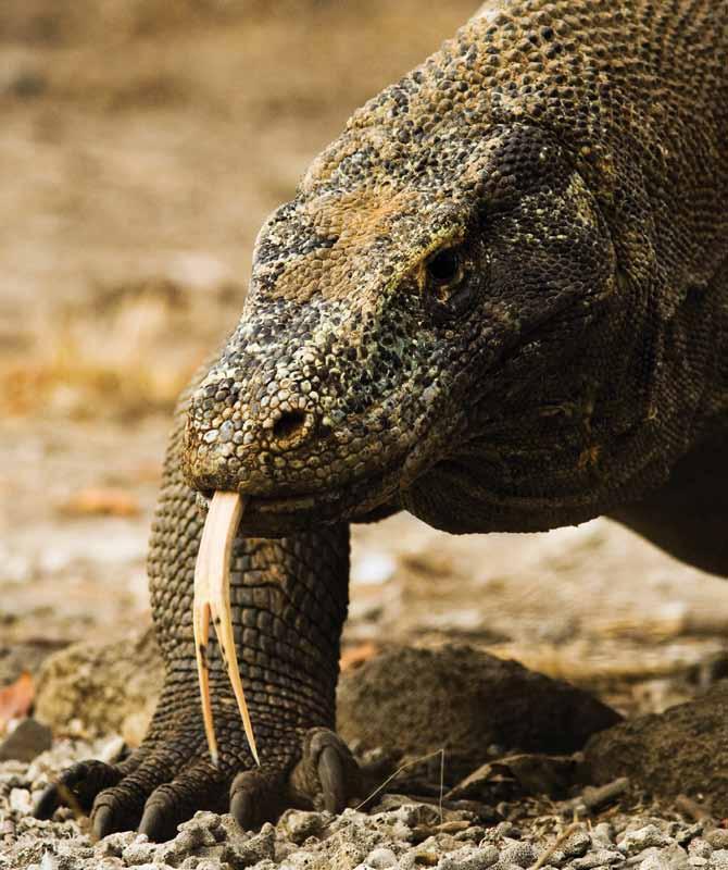 Komodo dragons use their tongues to