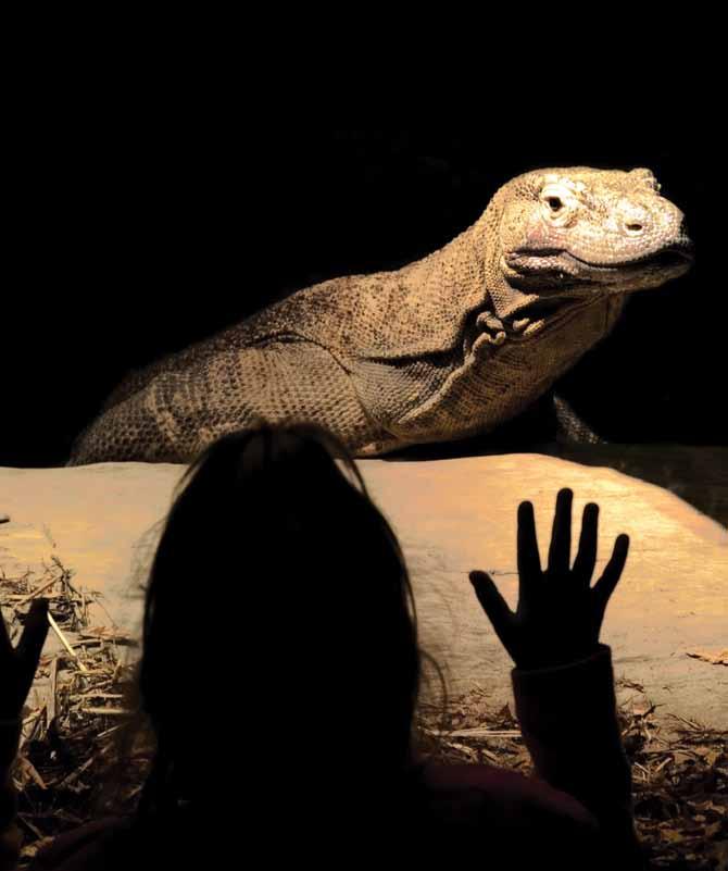 The safest way to observe a Komodo dragon is