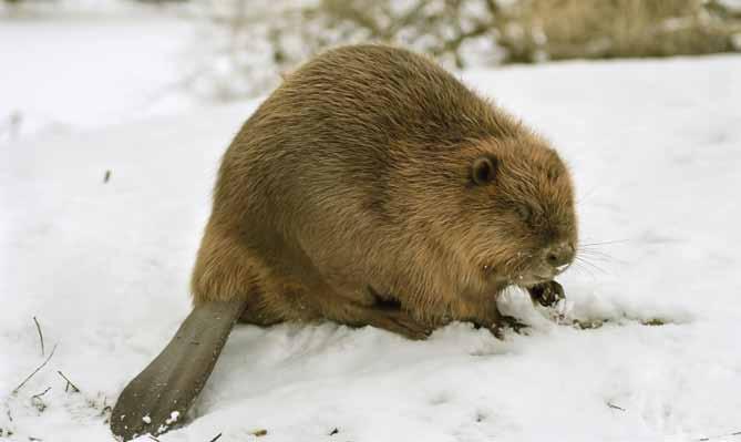 Beavers have long,