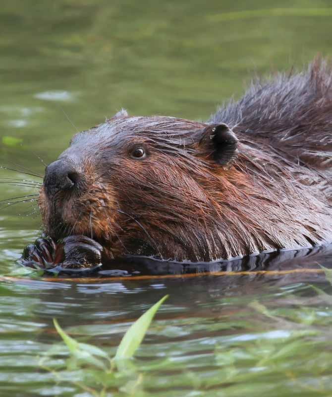 Beavers are territorial.
