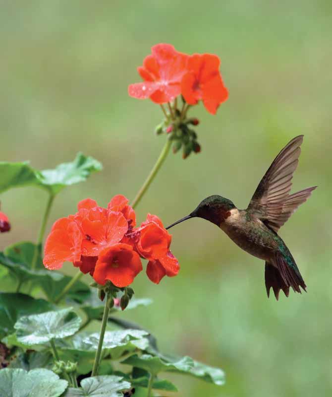 A hummingbird approaches a flower for