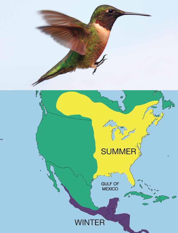 The locations where the ruby-throated hummingbird lives