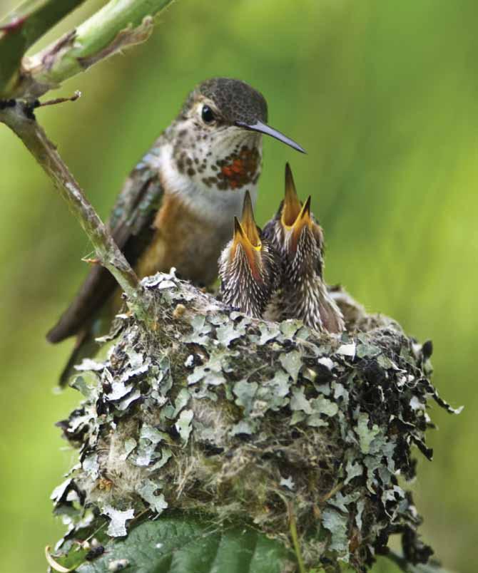 A ruby-throated hummingbird feeds its
