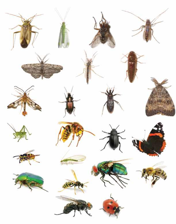 Insects are the largest group of