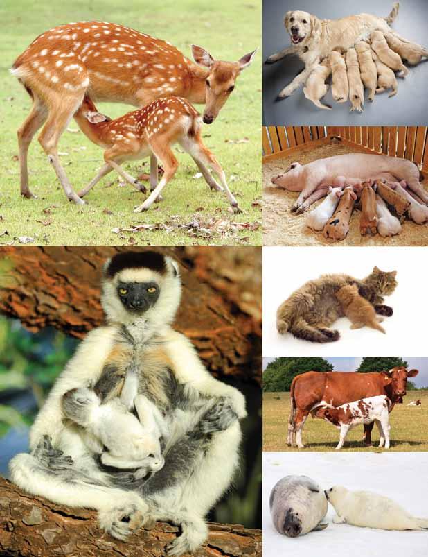 Mammal mothers feed their babies milk from