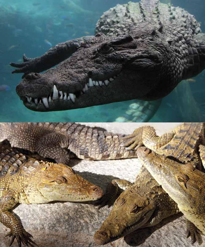 Cold-blooded animals like these crocodiles cool off by taking a swim when it's too