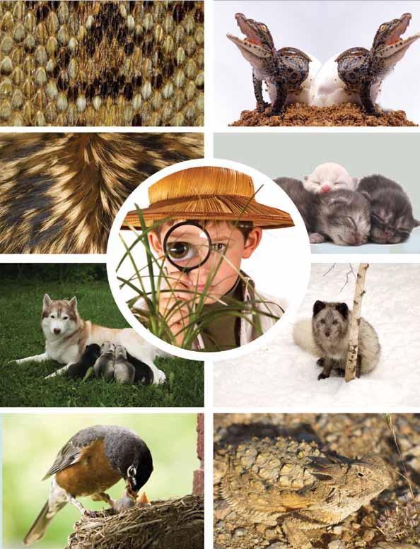 Scientists classify living things by different characteristics, such as what is on their skin, if they lay eggs or have