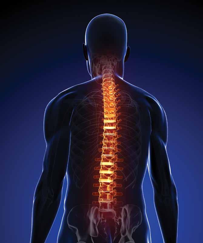 Humans have a backbone and are classified as