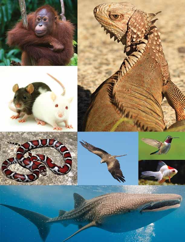 These animals are all classified as vertebrates because
