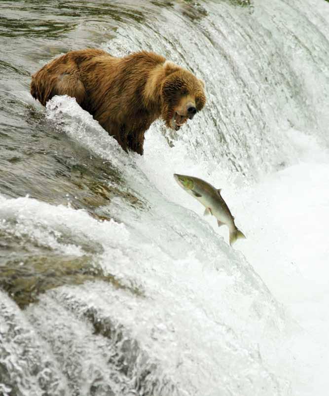 A salmon leaping over a waterfall to get upstream to lay its